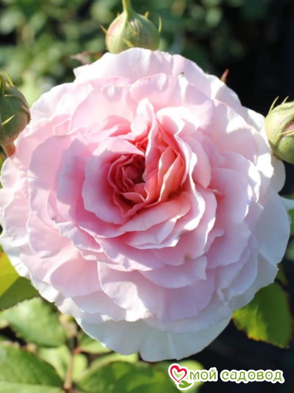 Роза Цезарь