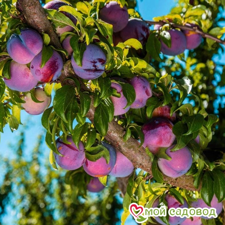 Слива Президент