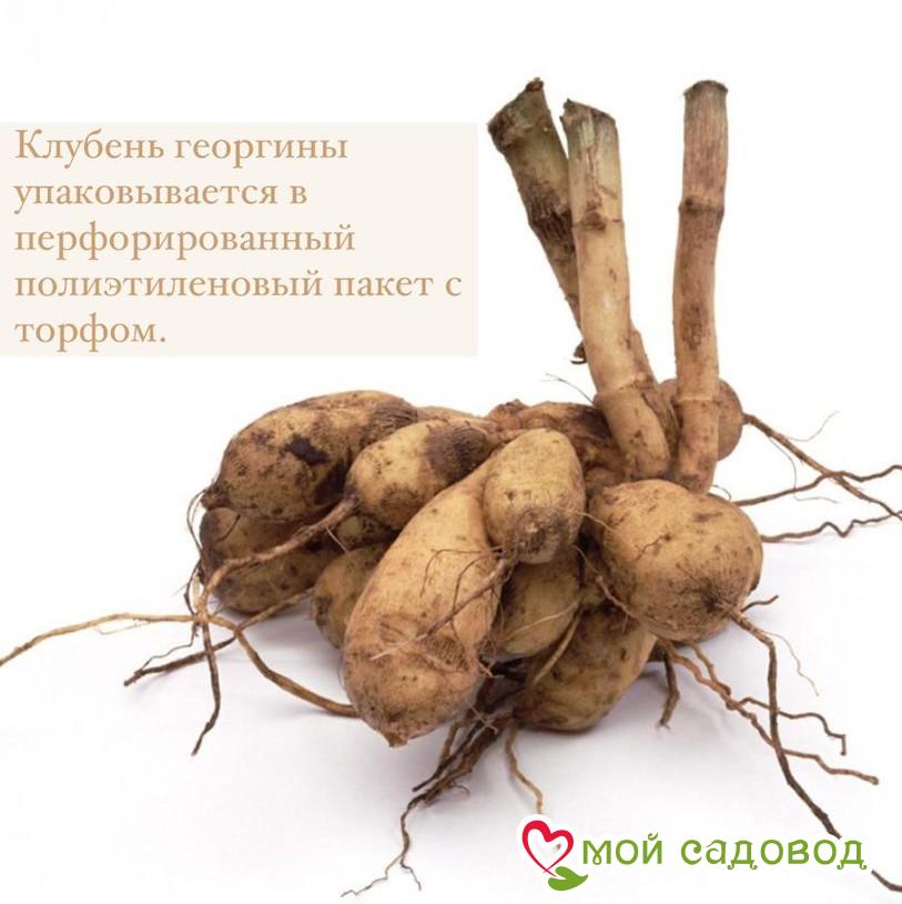 Георгина декоративная Кафе о Лейт (Cafe au Lait)