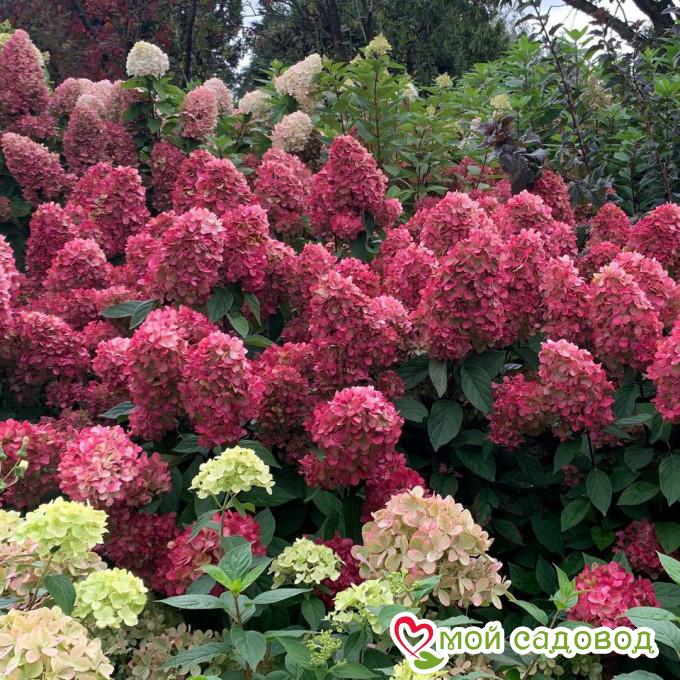 Гортензия метельчатая Бонфаер