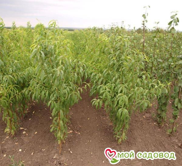 Персик Коллинз